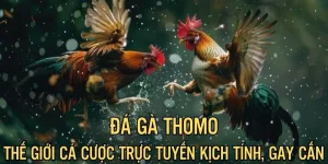 đá gà Thomo