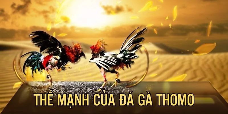 đá gà thomo hấp dẫn