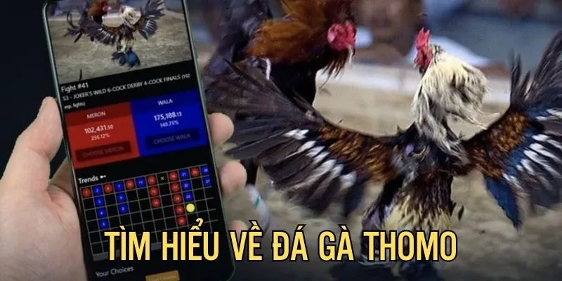  thế giới đá gà Thomo