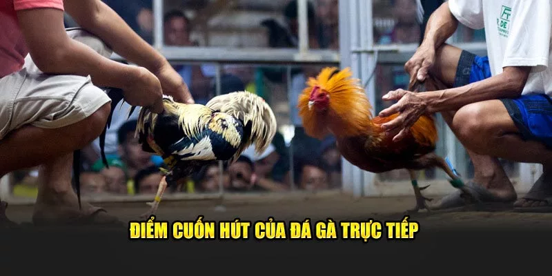 Điểm sáng cuốn hút của đá gà trực tiếp