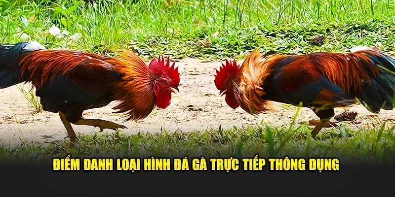 Điểm danh loại hình đá gà trực tiếp