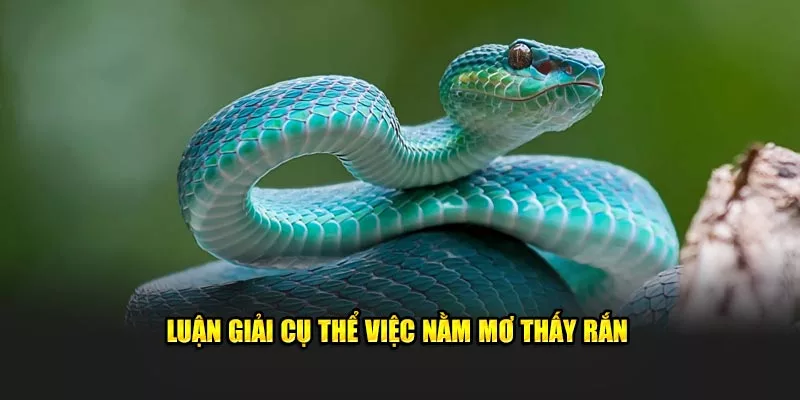 nằm mơ thấy rắn giải thích