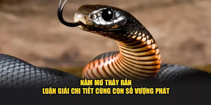 nằm mơ thấy rắn