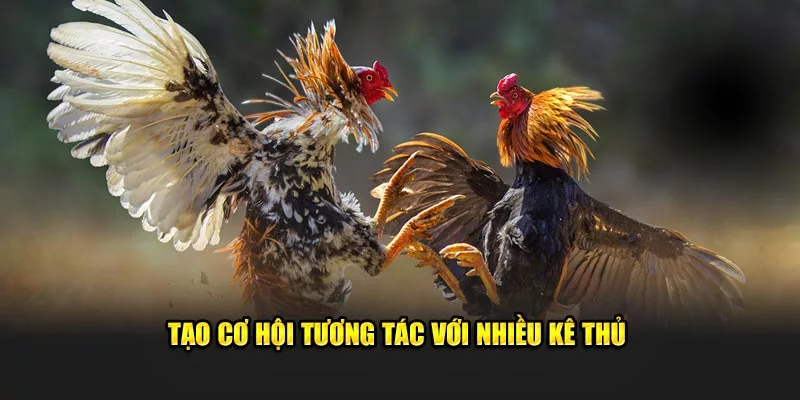 cơ hội tương tác với nhiều kê thủ