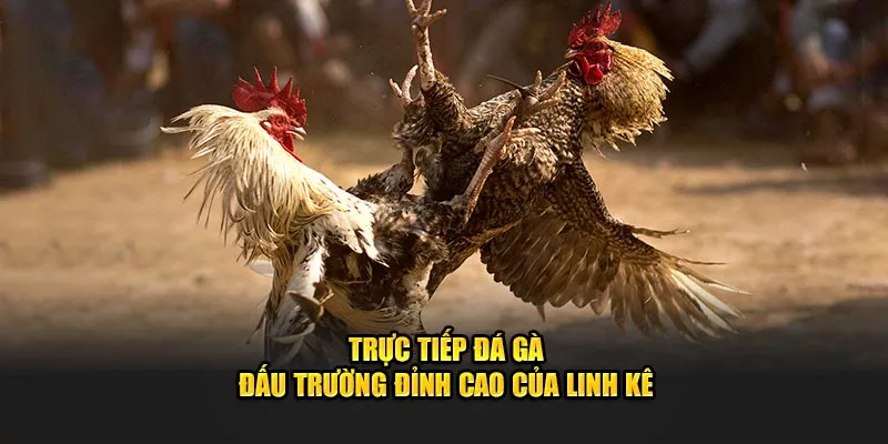 trực tiếp đá gà