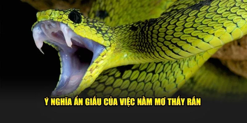 nằm mơ thấy rắn ý nghĩa là gi